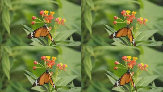 花上美丽的蝴蝶高清在线视频素材下载