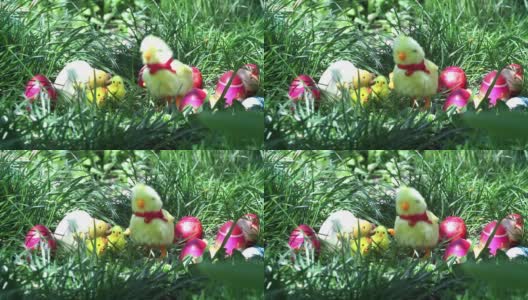 在庆祝复活节67a期间，小鸡玩具在绿色草地上放置的彩色鸡蛋之间移动高清在线视频素材下载