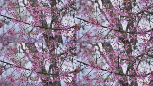 喜玛拉雅野生樱桃树在春天明媚的一天盛开在花园里高清在线视频素材下载