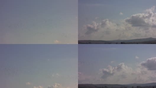 一大群椋鸟在天空中翩翩起舞高清在线视频素材下载