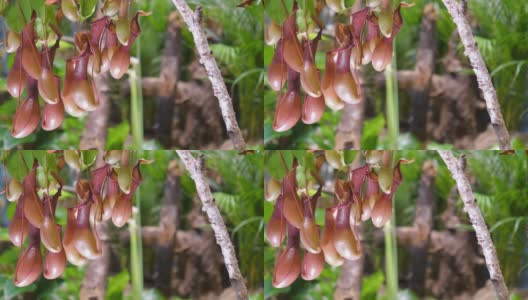 Nepenthe热带食肉猪笼草4k慢镜头60帧/秒高清在线视频素材下载