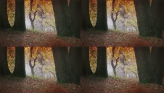 秋天的橡树林高清在线视频素材下载