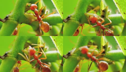 红蚂蚁成群结队的蚜虫高清在线视频素材下载