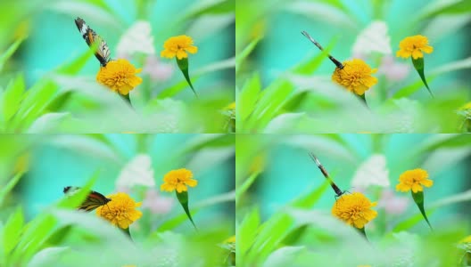 蝴蝶吃花粉高清在线视频素材下载