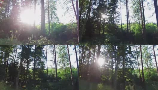 森林和树木透过4K车窗高清在线视频素材下载