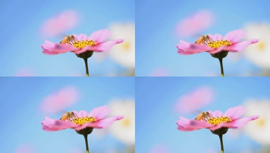 蜜蜂在粉红色的花上高清在线视频素材下载