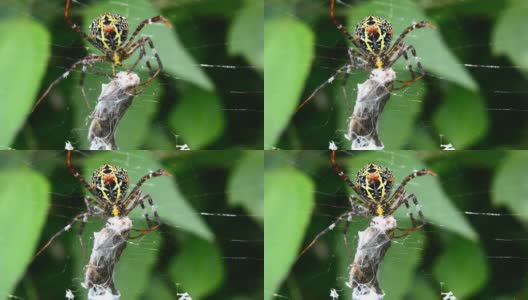 蜘蛛在网上吃昆虫高清在线视频素材下载