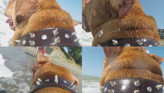 POV狗在海滩上跑步高清在线视频素材下载
