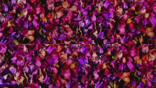 特写的三角梅花以红色、紫色、粉色绽放，雨滴落在地上。高清在线视频素材下载