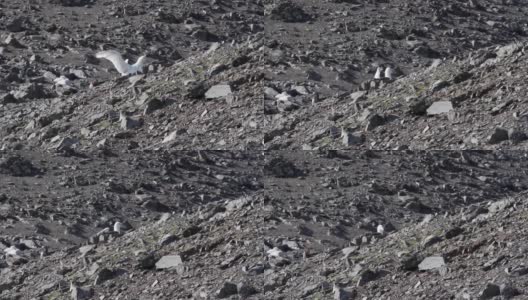 南极洲的巨型海燕高清在线视频素材下载