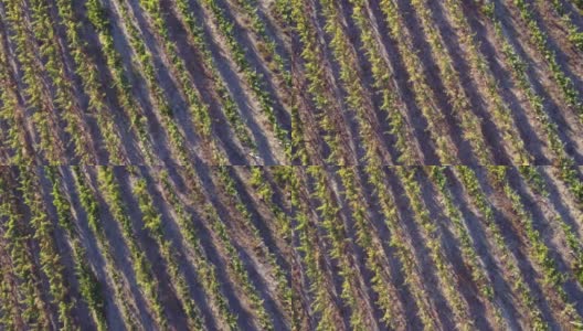 空中无人机滚动平移视频葡萄园葡萄园葡萄园在对角线行近在日落高清在线视频素材下载