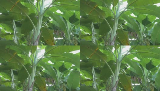 香蕉树，香蕉种植园的香蕉叶高清在线视频素材下载