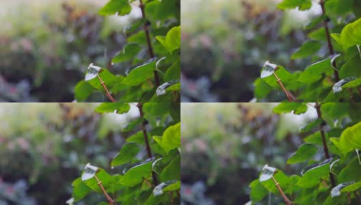 雨滴和树叶高清在线视频素材下载