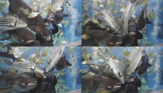 潜水员喂养淡水鱼高清在线视频素材下载