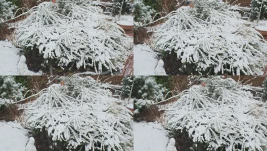 云杉树枝上的雪和后院的灌木丛里的雪高清在线视频素材下载