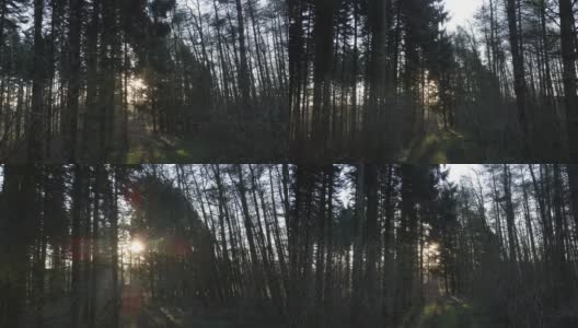 当阳光穿过树林时，无人机穿过一片林地高清在线视频素材下载