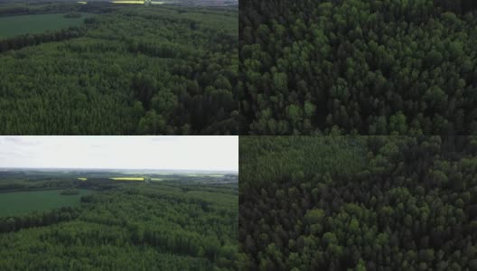 无人机飞过森林高清在线视频素材下载