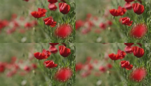 红色的罂粟花在春天的草地上高清在线视频素材下载