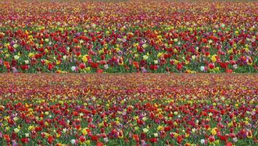 field of tulips高清在线视频素材下载