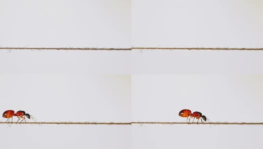 蚂蚁在一根细绳上移动高清在线视频素材下载