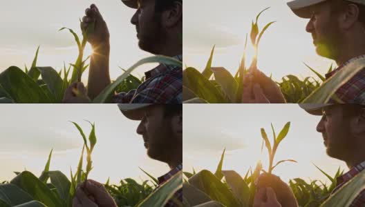 农夫检查玉米植株高清在线视频素材下载