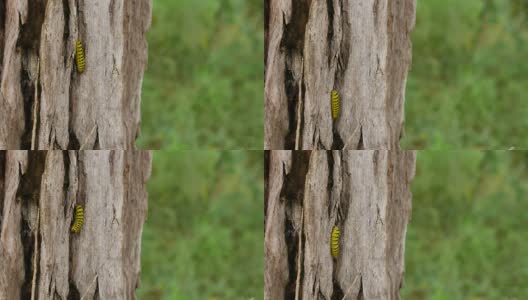 蠕虫在泰国森林的树上行走。高清在线视频素材下载
