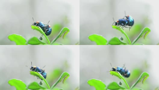 在绿叶上繁殖的甲虫高清在线视频素材下载