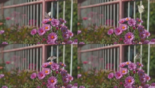 超级慢镜头蝴蝶在花园里吃花高清在线视频素材下载