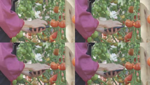 农民农学家用智能手机检查番茄植株质量。农业技术高清在线视频素材下载