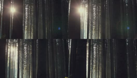 黑暗诡异的针叶林高清在线视频素材下载