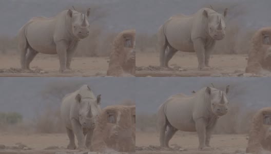 非洲的黑犀牛特写高清在线视频素材下载