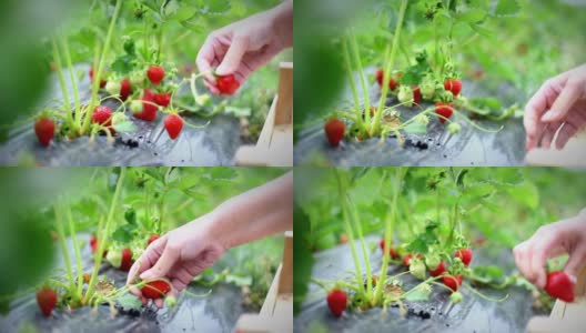 草莓丰收。高清在线视频素材下载