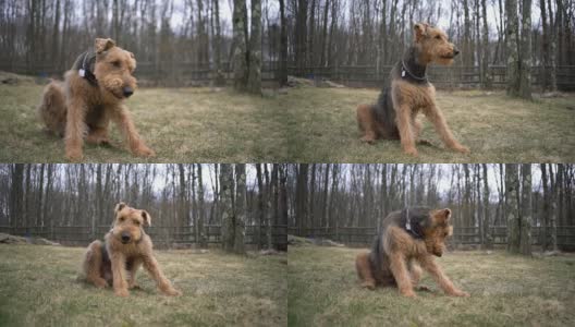 一只小猎犬在乡间房子的后院里抓挠自己高清在线视频素材下载