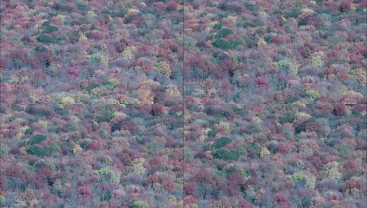秋天的颜色近鸟瞰图-马萨诸塞州，米德尔塞克斯县，美国高清在线视频素材下载
