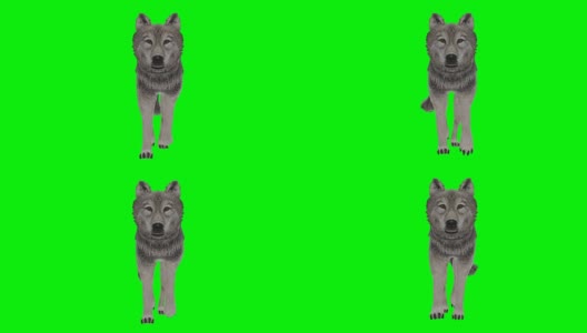 狼行绿幕(可循环)高清在线视频素材下载