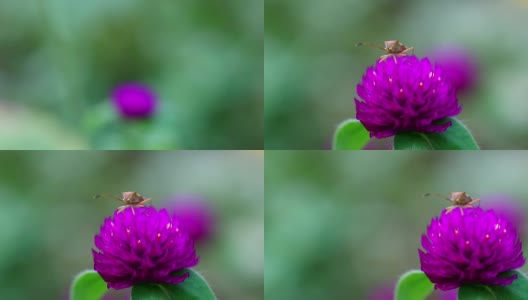 昆虫在花。高清在线视频素材下载