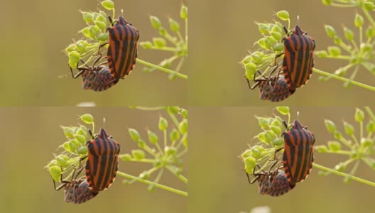 两种昆虫抓住草的叶片繁殖高清在线视频素材下载