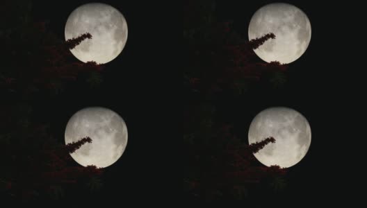 大月亮树枝树在美丽的3d风格自然天气蓝色的天空4k高清在线视频素材下载