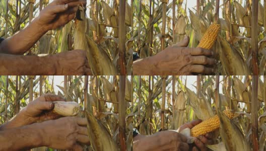 农夫正在检查玉米芯高清在线视频素材下载