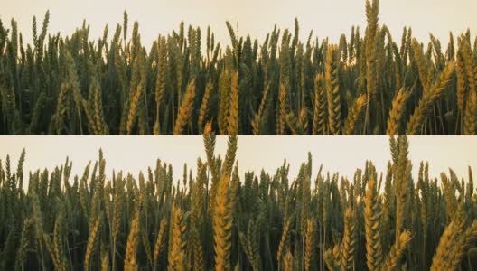 HD多莉:阳光对小麦茎高清在线视频素材下载