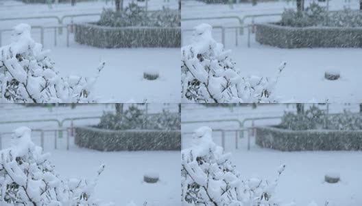 雪覆盖了公园。日本东京高清在线视频素材下载