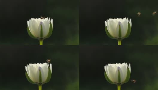白莲与蜜蜂高清在线视频素材下载