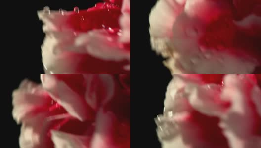 康乃馨ECU花在美丽的光与水滴高清在线视频素材下载