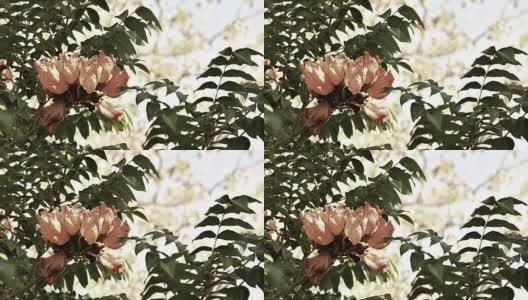 非洲郁金香树花高清在线视频素材下载