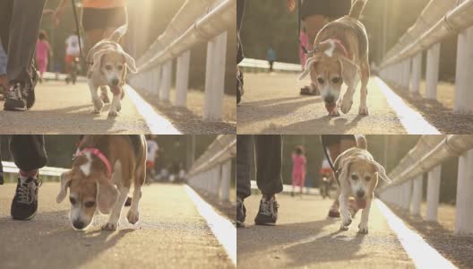 超级慢动作狗跟人跑高清在线视频素材下载