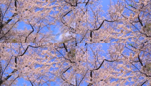 樱花映衬着湛蓝的天空高清在线视频素材下载