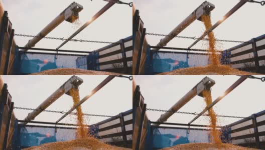 黄色的干玉米种子从联合收割机上落下来，卸到卡车上高清在线视频素材下载