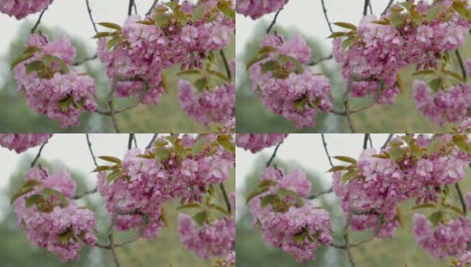 樱花在风中飞舞高清在线视频素材下载