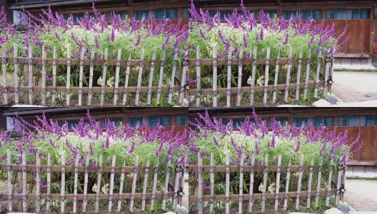 日本房子花园里的紫罗兰丛高清在线视频素材下载