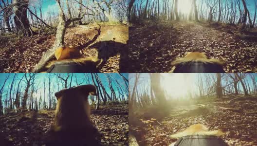狗POV在森林里高清在线视频素材下载